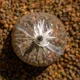 AVID - PVA Vrecká Transfer Solid PVA Bag Large