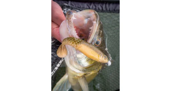 BERKLEY - Gumová nástraha PowerBait Cullshad 10 cm 8 g 6 ks Ayu