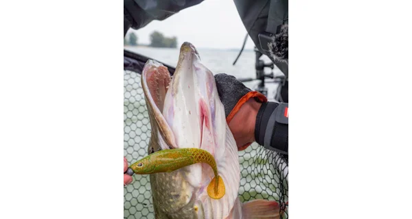 BERKLEY - Gumová nástraha PowerBait Cullshad 10 cm 8 g 6 ks Lime Chartreuse