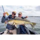 BERKLEY - Gumová nástraha PowerBait Cullshad 12,5 cm 16,8 g 4 ks Motoroil