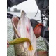 BERKLEY - Gumová nástraha PowerBait Cullshad 7,5 cm 3,7 g 8 ks Atomic Chicken