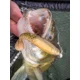 BERKLEY - Gumová nástraha PowerBait Cullshad 7,5 cm 3,7 g 8 ks Ayu