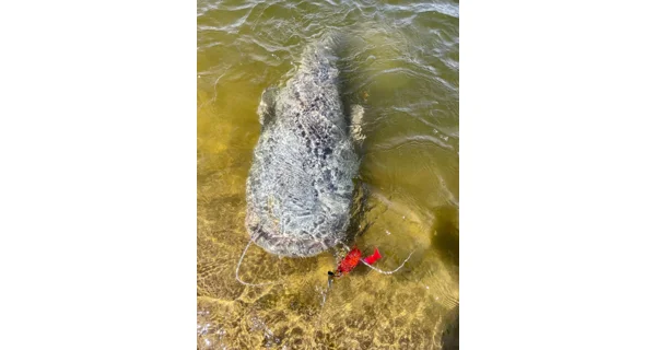 BLACK CAT - Nástraha Cat Chatter Motor Oil 70 g