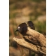 BLACK CAT - Polarizačné okuliare Sunglasses Polarised Flyer