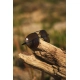 BLACK CAT - Polarizačné okuliare Sunglasses Polarised Flyer