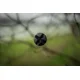BLACK CAT - Prút Perfect Passion X Bank 3,2 m 600 g 2 diely