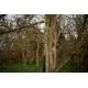 BLACK CAT - Prút Perfect Passion X Vertical 1,9 m 240 g 1 diel