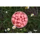 CARP-ONLY - Plávajúce boilies Strawberry Extra 80 g 12 mm