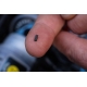 CARP ´R´ US - Krimpovacie svorky Crimps 50 ks 0,6 mm