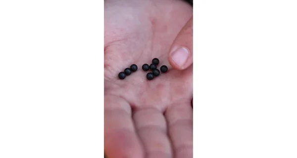 CARP'R'US - Gumové koráliky Rubber Beads 6 mm 10 ks