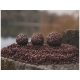 CHYTIL - Boilies Pandémia 16 mm Inchigo Hotto