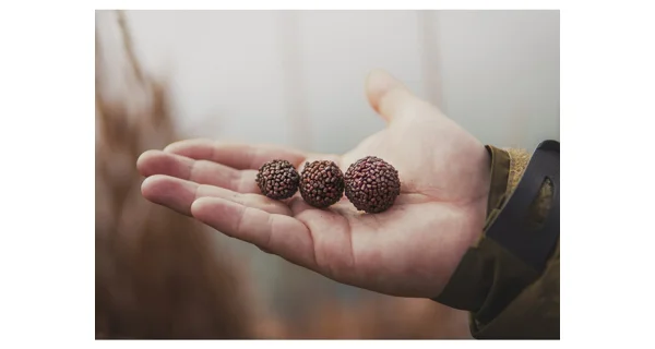 CHYTIL - Boilies Pandémia 16 mm Krill Max