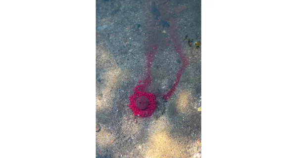 CHYTIL - Boilies Pandémia 16 mm Krill Max