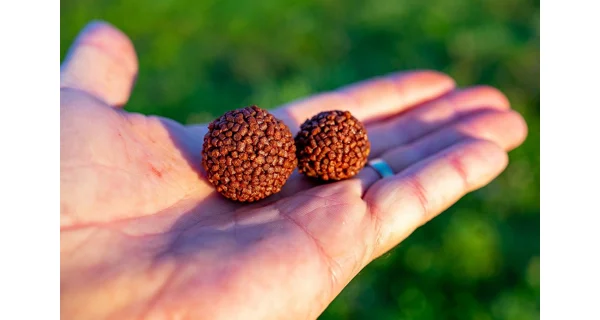 CHYTIL - Boilies Pandemia 24 mm Black Panther