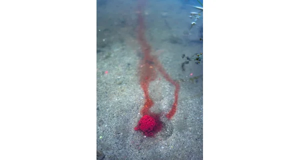 CHYTIL - Boilies Pandemia 24 mm Black Panther