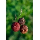 CHYTIL - Boilies Pandemia 24 mm Black Panther