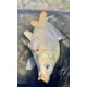 CHYTIL - Dipované boilies Master Carp 16 mm 120 g Amur