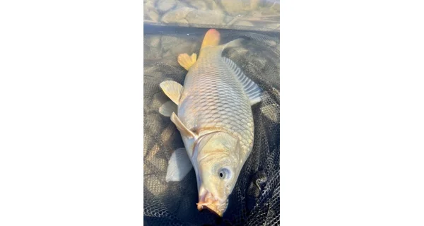CHYTIL - Dipované boilies Master Carp 16 mm 120 g Amur