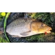 CHYTIL - Feeder peletky s dierou 8 mm 30 g Banán
