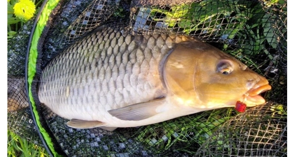CHYTIL - Feeder peletky s dierou 8 mm 30 g Banán