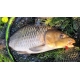 CHYTIL - Feeder peletky s dierou 8 mm 30 g Pečeň