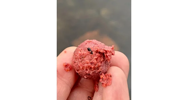 CHYTIL - Kŕmne boilies 20 mm 5 kg Scopex & Oliheň