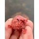 CHYTIL - Kŕmne boilies 24 mm 5 kg Jahoda & Chilli