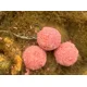 CHYTIL - Kŕmne boilies 24 mm 5 kg Korenený tuniak & Cesnak
