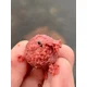 CHYTIL - Kŕmne boilies 24 mm 5 kg Korenený tuniak & Cesnak