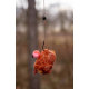 CHYTIL - Pop Up Mini Boilies 10 mm 15 g Jahoda Chilli