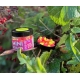 CHYTIL - Pop Up Mini Boilies 10 mm 15 g Krill