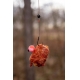 CHYTIL - Pop Up Mini Boilies 10 mm 15 g Krill