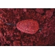 CHYTIL - Predvlhčená kŕmičková zmes Method 750 g Krill