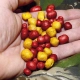 CHYTIL - Pufovaný chlieb 25 g Jahoda