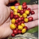 CHYTIL - Pufovaný chlieb 25 g Scopex