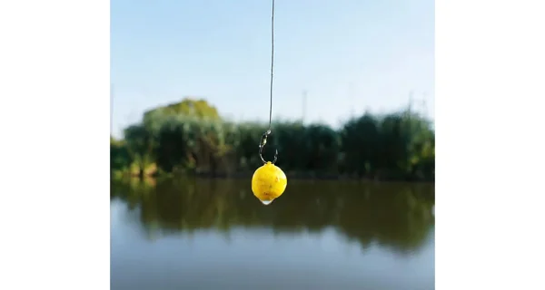 CHYTIL - Rožkový boilies na EKO tŕňa Fluo 14 mm 35 g Amur