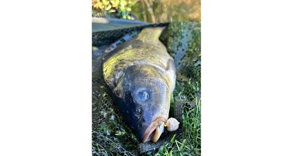 CHYTIL - Rožkový boilies na EKO tŕňa Fluo 14 mm 35 g Amur
