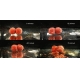 CHYTIL - Rozpustné boilies 16 mm 120 g Apač Indian Spice