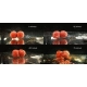 CHYTIL - Rozpustné boilies 16 mm 120 g Apač Indian Spice