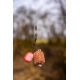 CHYTIL - Wafters Ronnie 14 x 18 mm 45 g Carp Killer