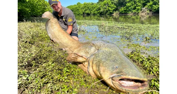 CLIMAX - Šnúra Cult Catfish 1,3 mm 135 kg 20 m Žltá