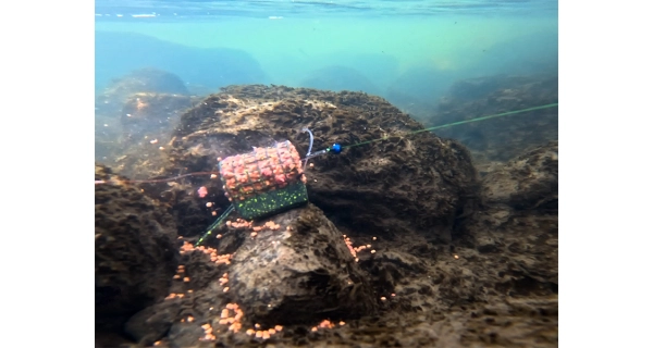 DELPHIN - Kŕmidlo s olovenou záťažou RiverSTIX 170 g