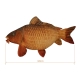 DELPHIN - Plyšový kapor Carpy 60 cm