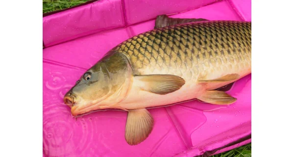 DELPHIN - Podložka s bočnicami DUOMAT QUEEN WOW