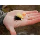 DELPHIN - Sada umelých mušiek FLY Pond Trout 10 ks