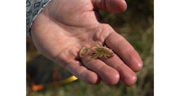 DELPHIN - Umelá nástraha B! Stinx Nympha 2,5 cm 20 ks Reactor