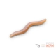 DELPHIN - Umelá nástraha B! StinxWorm 50 ks 4 cm Shrimp Skiny