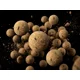 DELPHIN - Vyvážené boilies BreaX NutCAKE tigrí orech Scopex Kukurica 20 mm 100 g