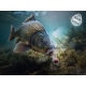 DELPHIN - Wafters rozpustná nástraha D Snax Shell Krab krill 10 mm 30 g