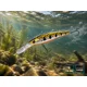 DELPHIN - Wobler WOBBY JERK-DP Suspending 9 cm 12,5 g Rainbo